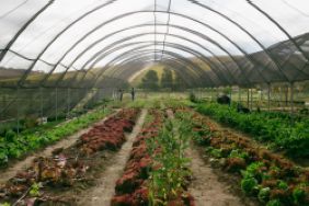 Spier Food Garden Workshop