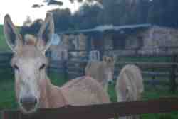 Arolela Guest Farm in Caledon, Guest Houses Accommodation in Bot River Valley