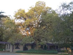 Big Tree B&B and GuestHouse in Glen Austin AH, Gästehäuser Unterkünfte in Randjespark