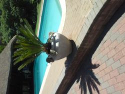 Feathers Guest House  in Welkom, Gastehuise Verblyf in Odendaalsrus