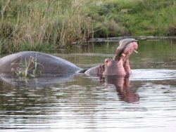 New Holme Nature Lodge, Game Lodges & Resorts Accommodation in Hanover
