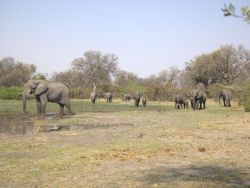 Khwai Game Lodge and Campsite in Khwai, Game Lodges & Resorts Accommodation in Botswana