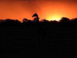 LoWes Africa in Vaalwater, Cottages / Chalets Logement in Bushveld