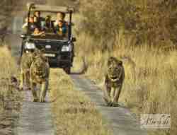 Morokolo Safari Lodge