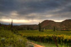 Mymering Wine & Guest Estate, Guest Houses Accommodation in Ladismith