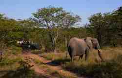 Shindzela Tented Safari Camp, Game Lodges & Centres de vacances Logement in Timbavati Game Reserve (LIM)