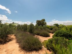 The Bean Tree in McGregor, Appartementen / Flats Accommodatie in Riviersonderend
