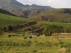 Wyford Farm, Chalets Verblyf in Van Reenens Pass