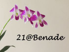21 Benade