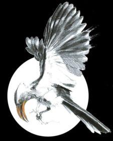 Hornbill