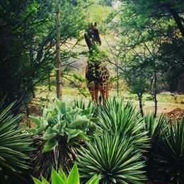 Out of Africa Lodge