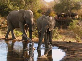 Umlani Bushcamp in Timbavati Game Reserve (LIM), Game Lodges & Centres de vacances Logement in Limpopo