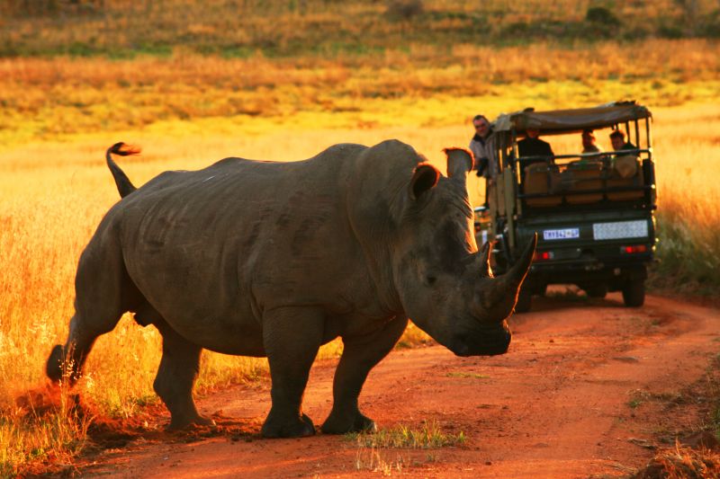 Kololo Game Reserve Vaalwater, South Africa