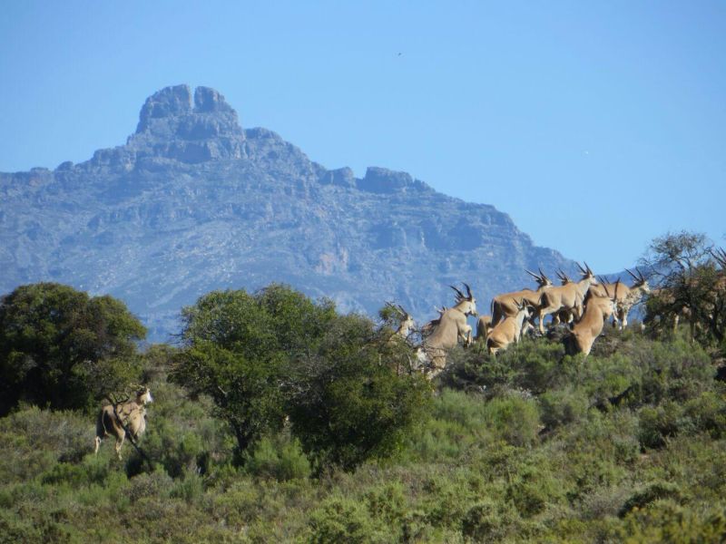 Rooiberg Wild Ladismith, South Africa