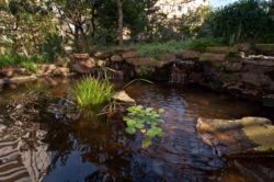 Oyster Rock 102-The waterfall feature in lush gardens
