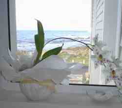 Coral view