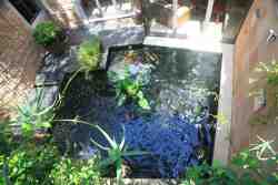 Koi Pond which can be enjoyed with all lounge doors open.  Indoor-outdoor living.