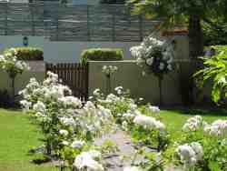 Garden Pathway to Pool