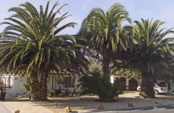3 Palms front side