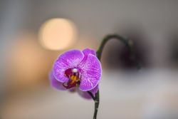 Attention to detail in suites