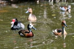 Duck pond