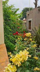 Garden area