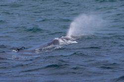 Activities - Whale Watching