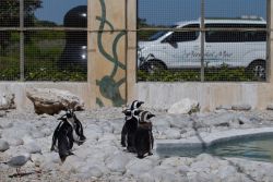 Attractions - SA Penguin and Seabird Sactuary