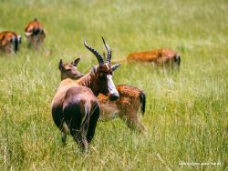 wildlife