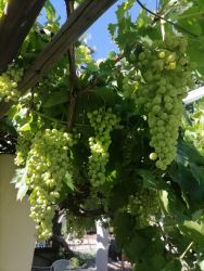Anker Garden:
Our grapevine yields beautiful grapes from end December... feel free to enjoy when you stay over