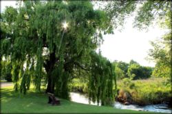 The willow tree next to the river