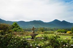 Garden view