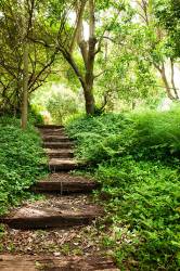 Short forest trail