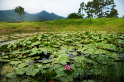 View of a pond 