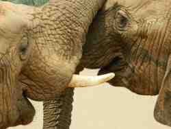 Wildlife