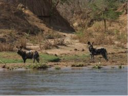 Wildlife