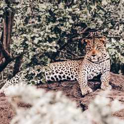 Game Viewing