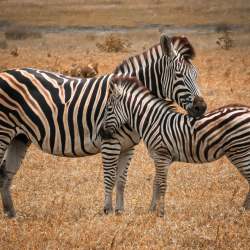 Game Viewing