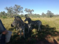 Our Zebra's