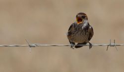 Birdlife