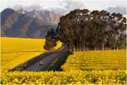 Canola