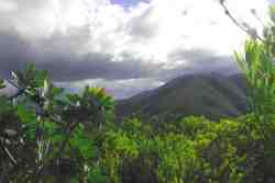 Fynbos paradise of the Baviaans