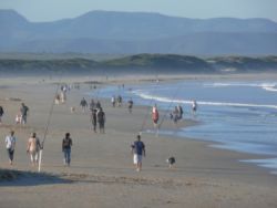 Albatross beach...150m walk from our establishment!