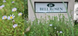 bell rosen
