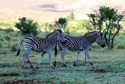 Gorgeous zebras