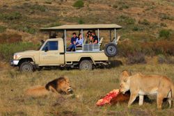 Activity: Guided Game drive