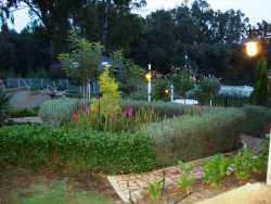 Tea garden overlooking dam