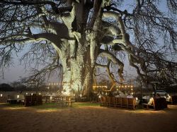 the Magic of our Baobab