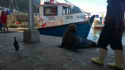 Kalk Bay Harbour