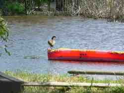 Row Boat on Dam with Comorant